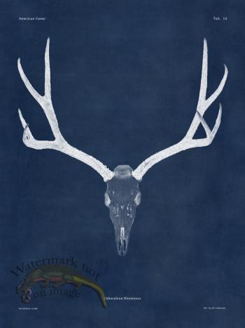 Blue Bones 10 Mule Deer